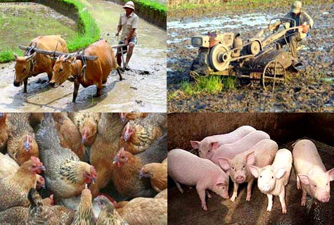 HĐND tỉnh thông qua Quy hoạch tổng thể Nông nghiệp, nông thôn tỉnh Kon Tum