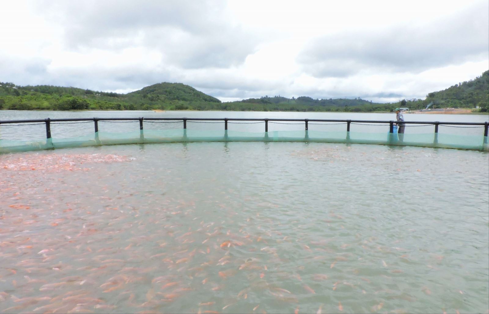 Triển khai Quy hoạch bảo vệ và khai thác nguồn lợi thủy sản